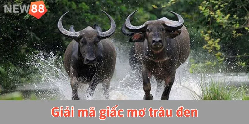 Giải mã chi tiết giấc mơ thấy trâu đen