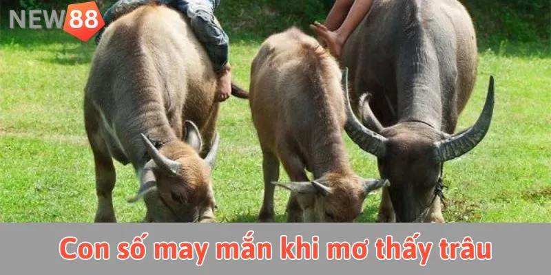 Giấc mơ thấy trâu gắn với con số may mắn nào?